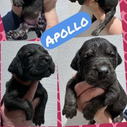 Apollo - Black male Great Dane puppy in Wellsville, New York from Prophecy Danes