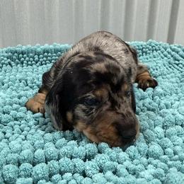 Flag - Dapple male Dachshund puppy in Brashear, Texas from Shepherds Run Miniature Dachshunds