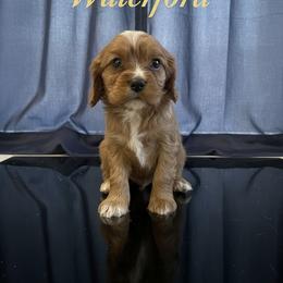 Waterford - Ruby male Cavalier King Charles Spaniel puppy in Columbus Ga, Georgia from Sweet Southern Cavaliers and Chihuahuas