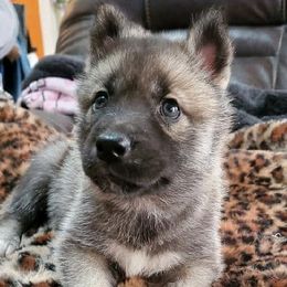 Siberian Huskies from Arctic Tundra Siberians
