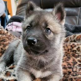 Siberian Huskies from Arctic Tundra Siberians