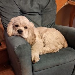 Cocker Spaniels from Rebecca Saling