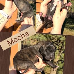 Mocha - Brindle female Great Dane puppy in Wellsville, New York from Prophecy Danes