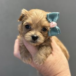 Ginger - Apricot female Maltipoo puppy in Newport Beach, California from Exotic City Pomeranians and chihuahuas
