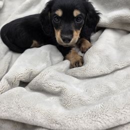 Dachshund Puppies from Yadkindale Kennel