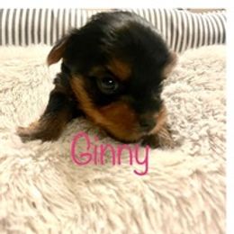 Yorkshire Terriers from Georgia’s Team of Yorkies