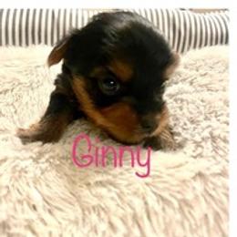 Yorkshire Terriers from Georgia’s Team of Yorkies
