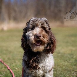 Molly - Goldendoodle
