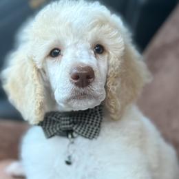 Mr. Black Collar-Knox - Cream male Poodle puppy in Screven, Georgia from Dreamland Standard Poodles