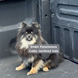Cubby neutered male - Black and tan Pomeranian puppy in Kentucky from Em&M Pomeranians