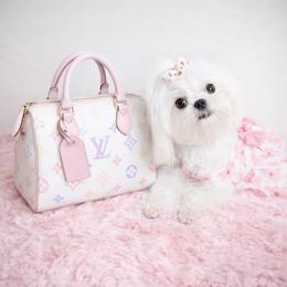 Maltese Puppies from Made to Love Maltese LLC