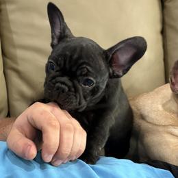 Bo - Brindle and white male French Bulldog puppy in Alabama from Rathbone Bulldogs