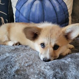 Lexi Blue Boy - Red male Pembroke Welsh Corgi puppy in Fredericksburg, Texas from Hill Country Corgis