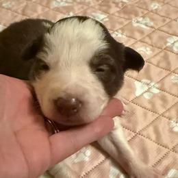 Zander boy - White and red male Border Collie puppy in Fairview, Tennessee from Hoffman Forest Acres LLC