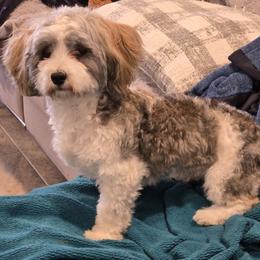 Havanese puppies from GoldDust Havanse