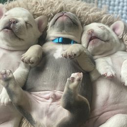 French Bulldog Puppies from Baby Bear Frenchies