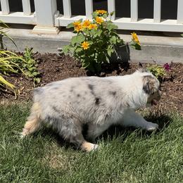 Jewlie's Blue Merle Girl 4 - Blue merle female Australian Shepherd puppy in Mt. Pleasant, Utah from WildeOak Aussies