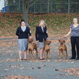 Rhodesian Ridgeback Puppies from Supernova Ridgebacks