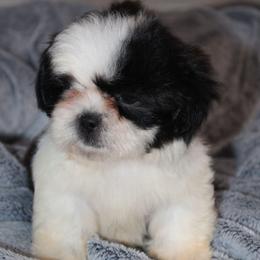 Ozzy - Black and white male Shih Tzu puppy in Tampa, Florida from Fancy Shih Tzus Florida