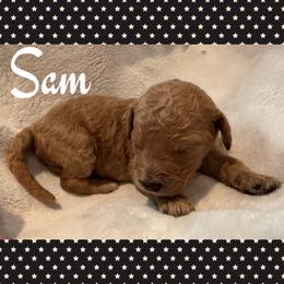 Sam (Boy 4) - Apricot male Goldendoodle puppy in Ankeny, Iowa from Iowadoodles2love