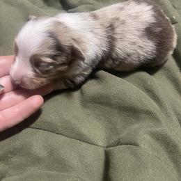 Red merle dark - Red merle male Toy Australian Shepherd puppy in Springfield, Missouri from Donnie's Miniature & Toy Australian Shepherds