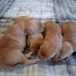 Boy 1 - Dark golden male Golden Retriever puppy in Howell, Michigan from Robbin's Treasures