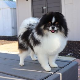 Pepe - Pomeranian