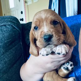 Zoe - Mahogany and white female Basset Hound puppy in Tollesboro, Kentucky from Low and Slow Bassets
