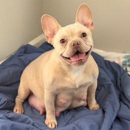 French Bulldog and Yorkshire Terrier All Grown Up from Twinkle Paws Frenchies and Yorkies