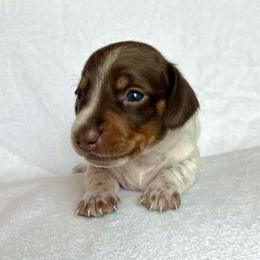 Girl 2 - Piebald female Dachshund puppy in Hollidaysburg, Pennsylvania from Weenie Bros
