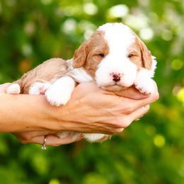 Grimm - Red male Bernedoodle puppy in Glendale, Arizona from Arizona Bernedoodles