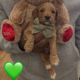 Snickerdoodle - Red  female Goldendoodle puppy in Richmond, Texas from Harper’s Heartbeats