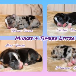 Miniature Australian Shepherd and Toy Australian Shepherd Puppies from Litton's Aussies