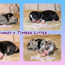 Miniature Australian Shepherd and Toy Australian Shepherd Puppies from Litton's Aussies