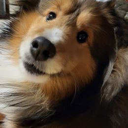 Shetland Sheepdogs from Splendor Shelties