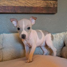 Cholla - Blue fawn and white female American Hairless Terrier puppy in Phoenix, Arizona from Bare Valley