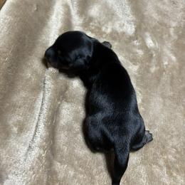 CAPO - Black male Dachshund puppy in Pearland, Texas from Texas Dachshund Dreams