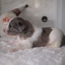 Boy 1 - Blue merle male Aussiedoodle puppy in Pomona, California from Socal Aussiedoodles