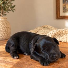 Girl 1 - Black and white female Aussiedoodle puppy in Reno, Nevada from LittleLegacyDoodles