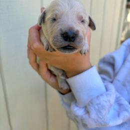 Peep - Light golden female Golden Retriever puppy in Jacksonville, Florida from River City Golden Retrievers