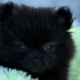 Scarlett - Black and tan female Pomeranian puppy in Edmond, Oklahoma from My Sun & Moon Poms