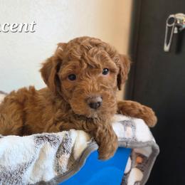 Vincent - Red  male Poodle puppy in Blackfoot, Idaho from Draper Mountain Doodles