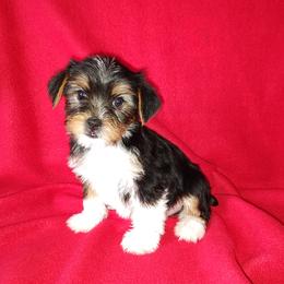 Yorkshire Terrier puppies from Puppy Kisses
