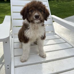 Aussiedoodle Puppies from A Dose Of Doodle