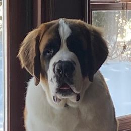 Saint Bernards from Wild Turkey Saints