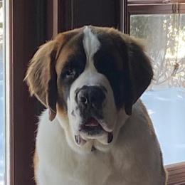 Saint Bernards from Wild Turkey Saints