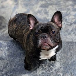 Raya - French Bulldog