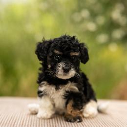 Yankee - Black and white male Cavapoo puppy in St. George, Utah from Ibby Dibby doodles