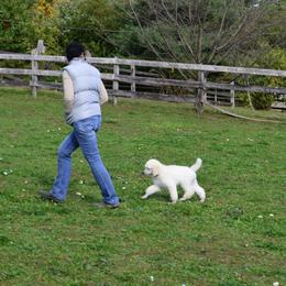 Poodle Puppies from D and D Standard Poodles
