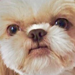 Shih Tzus from The Shih Tzu Nursery